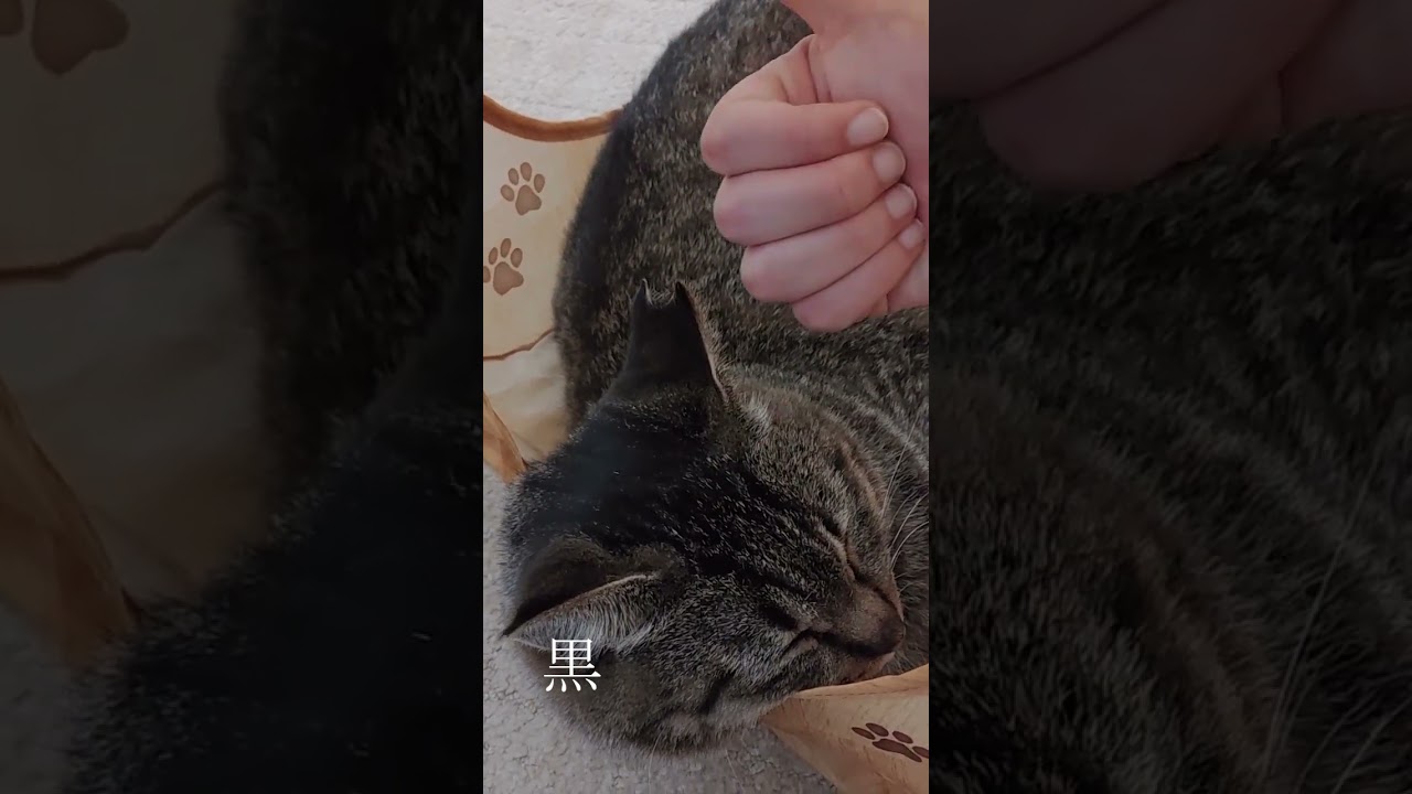 ［No.044］猫に親指立ててみた。