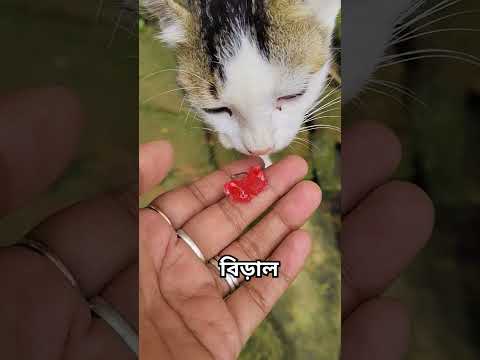 #sayana #talkingtom #cat #funny #cartoon #cute