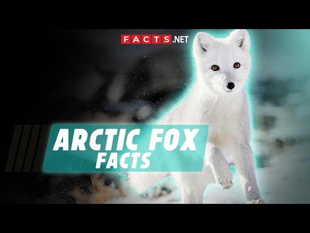 Arctic Fox Facts: 40 Frosty Facts About These Furry Foxes 