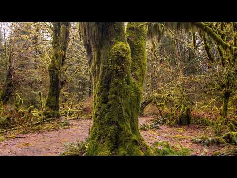 Redwoods: Among the Giants in 4K - Unique California’s Forest | Relaxing Video with Naure Sounds 4k