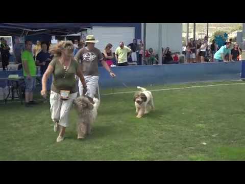 El VII Concurso Provincial Canino de La Nucía se celebra el domingo 30 de octubre