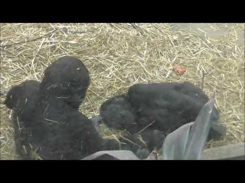 Yanga, Artis Amsterdam 12 Feb 2018