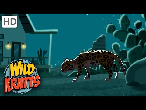 Wild Kratts | Searching For An Ocelot | Animals