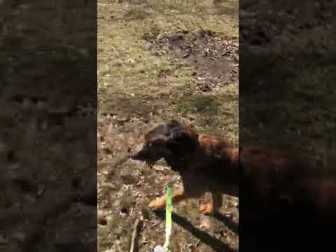 Berkeley, an adopted Shepherd & Labrador Retriever Mix in New York, NY_image-1