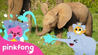 Baby Elephant thump, thump, thump | Baby Animals Songs | Pinkfong for Kids