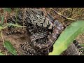 Python & Monitor Lizard Epic Fight to Death