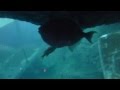 Shark chat at National Marine Aquarium, Plymouth ...