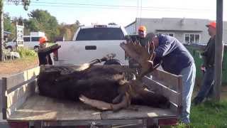preview picture of video '2013 Maine Bull moose'