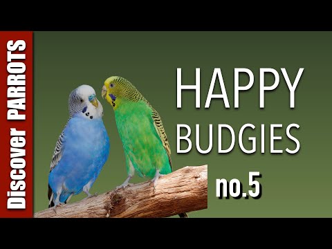 Happy Budgies 5 - Budgerigar Sounds to Play for Your Parakeets | Discover PARROTS