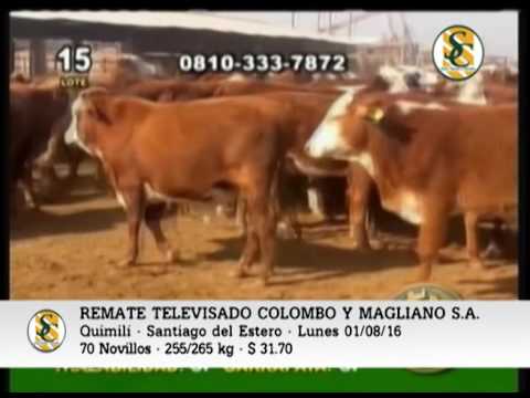 01-08-16 - VENTAS COLOMBO Y MAGLIANO S.A. - REMATE TELEVISADO