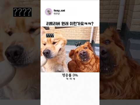 리트리버 원래 이런가요ㅋㅋ?