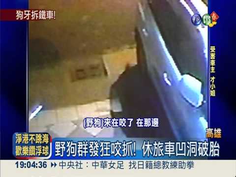 休旅車凹洞破胎 凶手竟是野狗群!