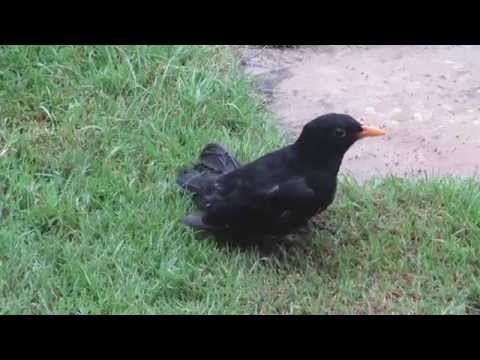 Blackbird Eating Red Ants - and suffering a case of 'Ants in his pants'!