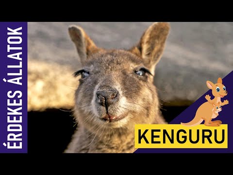 KENGURU | Állatok gyerekeknek | Ismeretterjesztő | Természetfilm | Magyar szókincs bővítése