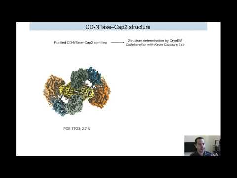 cGas Like Enzymes in Bacterial Immunity