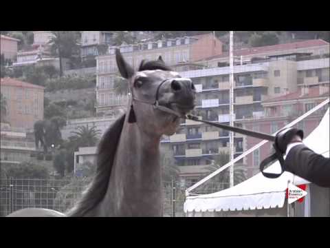 N.47 PENELOPE KA - Menton 2015 - Fillies 3 years old (Class 3)