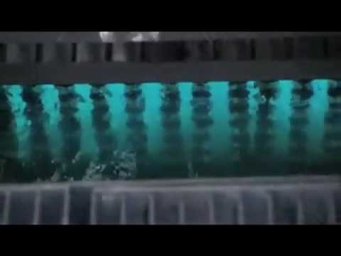 DOXA 2009: Waterlife trailer
