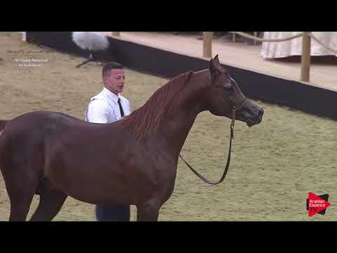 N.188 TALAL AL SHAHANIA - 2019 Qatar Individuals - Colts 3 Years Old (Class 6) .mp4