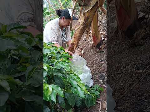 🎥 Cómo se cosecha el plátano en Sandoná 🍌