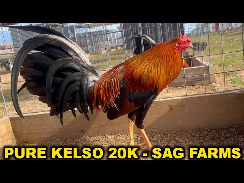 ARKANSAS 💯 Best Quality Sweater 20k Kelso Cardenal Yellow Leg Hatch Grey SAG FARMS Beautiful Birds