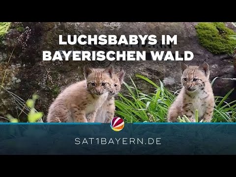 Luchsbabys im Bayerischen Wald: Drei kleine Raubkatzen sorgen für Begeisterung