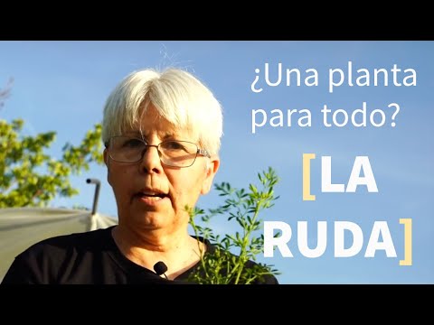 🌿La Ruda, my EXPERIENCE of more than 60 years living with it by Adalú