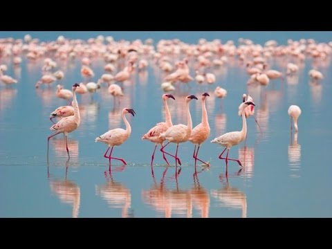"Wildlife Wonders of South America" 4K UHD 1HR Film  - Salar De Uyuni & Patagonia Scenes + Music