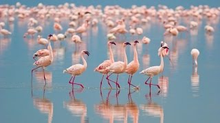 Bolivia's Salar De Uyuni & Chile's Wildlife Wonders in 4K | Nature Relaxation™ Experience