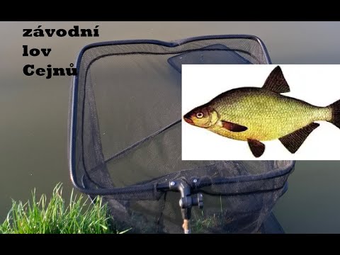 Cejnobraní - Dubenec 2025, lov cejnů a bílé ryby na klasický feeder