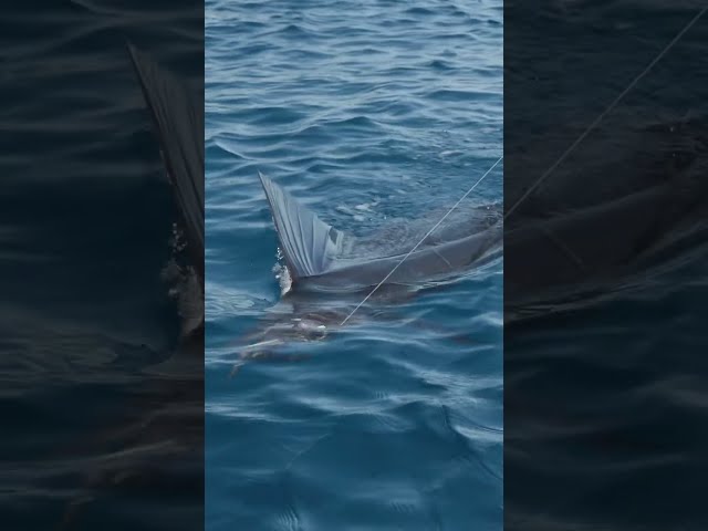 SALTページ Ewing Athletics Unveils Exciting New 33 HI Sneaker Collabs