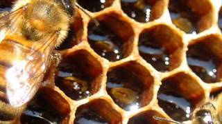 Wayne Andrews, The Old Bee Keeper