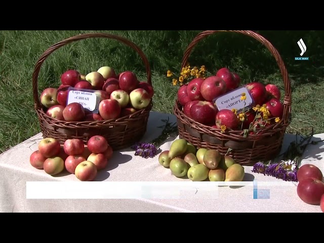 Алматынын апорту Казакстандын бренди катары катталат