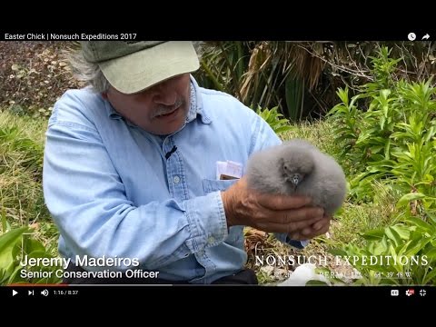 Easter Chick | Nonsuch Expeditions 2017