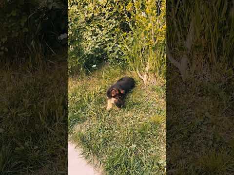 German Shepherd Dog puppy for sale