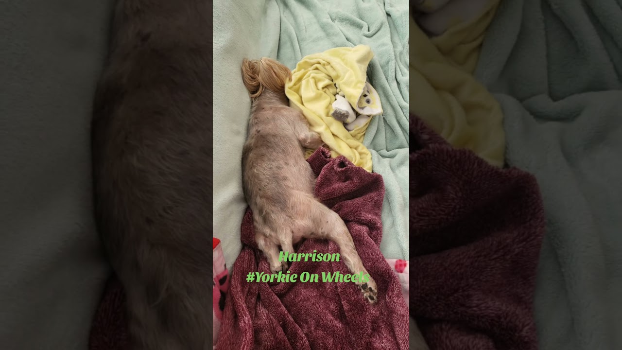 Enlarge Harrison Yorkie On Wheels, a Adoptable Yorkshire Terrier in Plantation, FL video 5/6