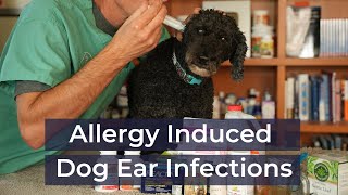 Allergy Induced Ear Infections in Dogs