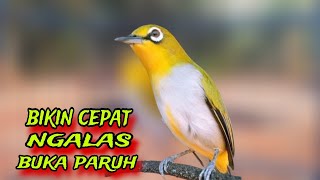 Download lagu Pleci Ngalas Manggil Lawan || Pancingan Pleci Bustomi Biar Gacor mp3