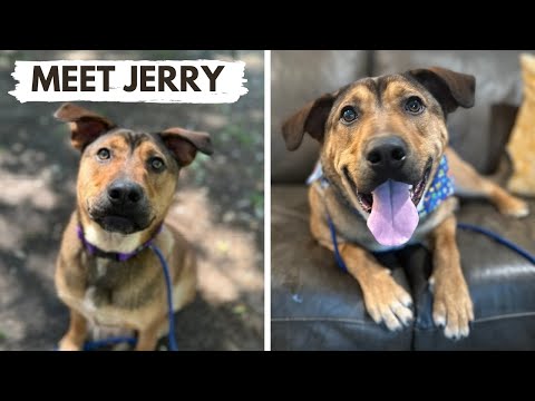 Jerry Springer Russell, an adoptable Labrador Retriever & German Shepherd Dog Mix in Austin, TX_image-1
