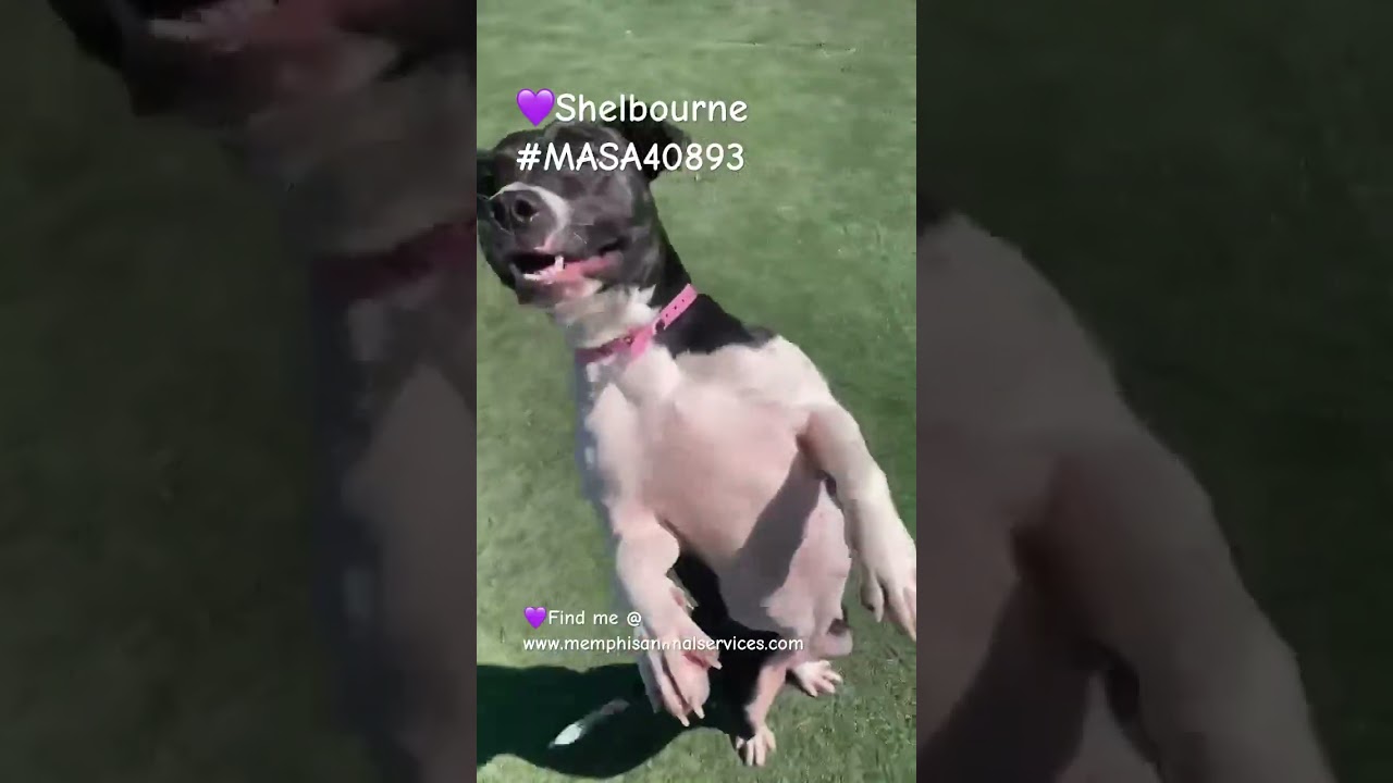 Enlarge Shelbourne (Shelby-shark), a Adoptable Mixed Breed in Memphis, TN video 6/6