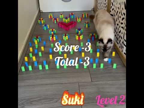 Ragdoll cat Suki doing obstacle course from domino’s.