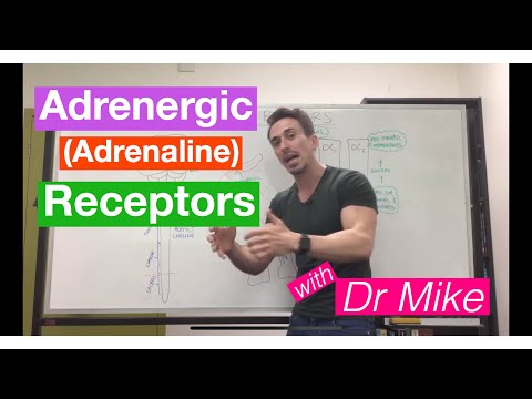 Adrenergic (adrenaline/epinephrine) Receptors