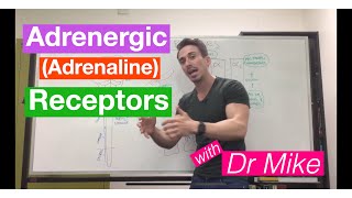 Adrenergic (adrenaline/epinephrine) Receptors