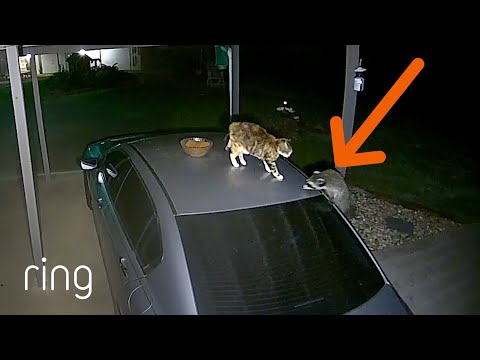 Intense Showdown Between Cat & Raccoon | RingTV