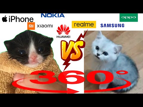Kitten in towel VS Beautiful kitten disgruntled meow but famous ringtones 360