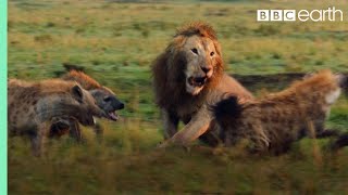 Lion Attacked by Pack of Hyenas - FULL CLIP (with ending) | Dynasties | BBC Earth