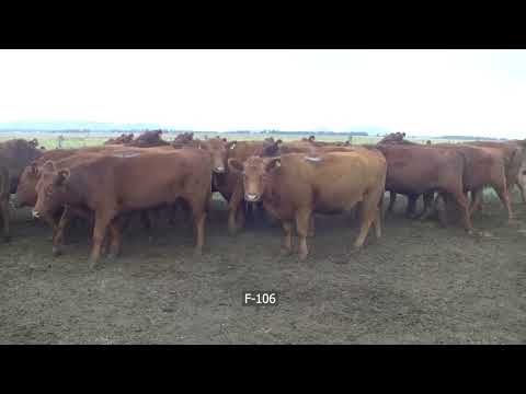 Lote 36 Vacas nuevas C/ gtia de preñez en Balcarce, Buenos Aires