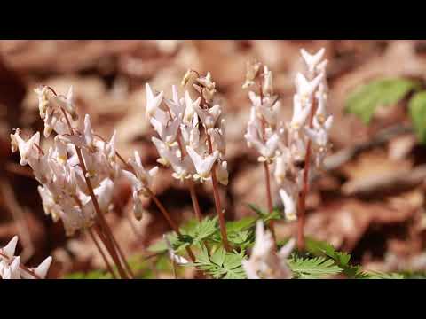 Dicentra cucullaria in the breeze
