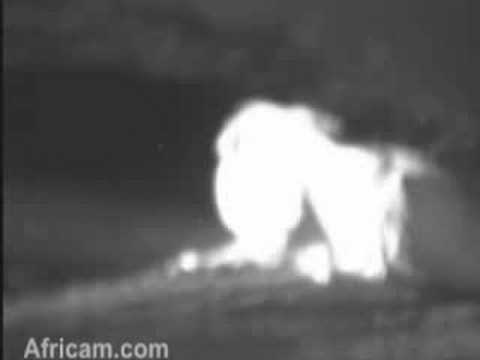 Male Lion At NK 14th Sept 08