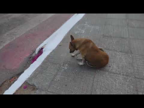 Um pequeno resistro da minha Cidade # Pariconha Alagoas 🥰🍃🍃🇧🇷