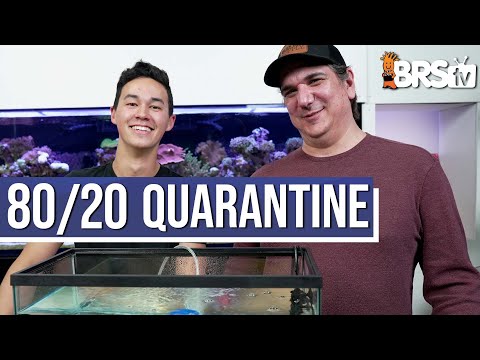 Quarantine Steps to Knock Out Saltwater Fish Disease... THIS Is 80/20 QT! Ep: 6